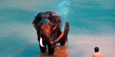 1 Day Coorg Local Sightseeing Tour with Dubare Elephant Camp
