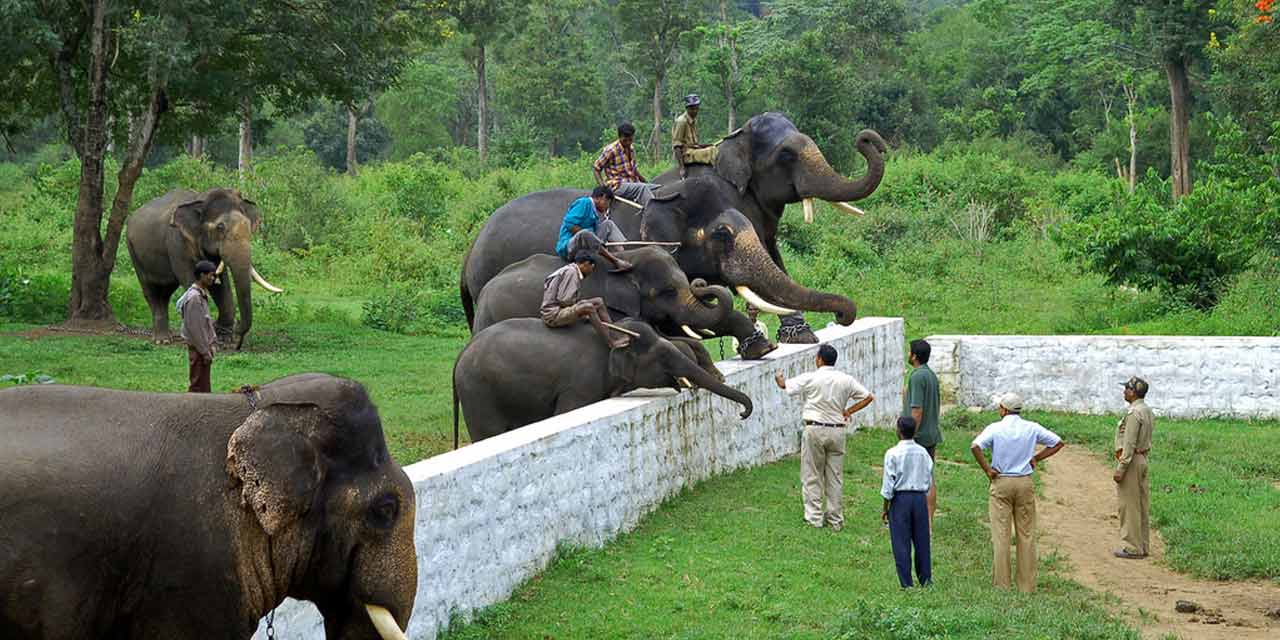 Dubare Elephant Camp, Coorg Tourist Attraction
