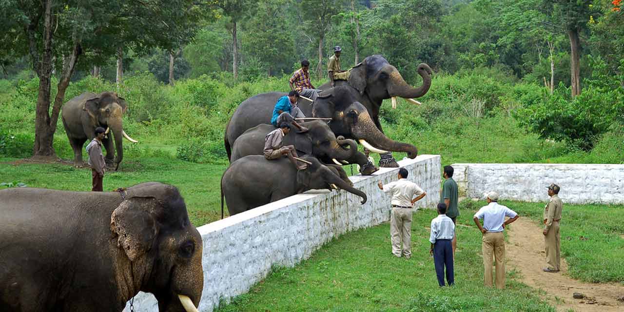 Image result for Dubare Elephant Camp