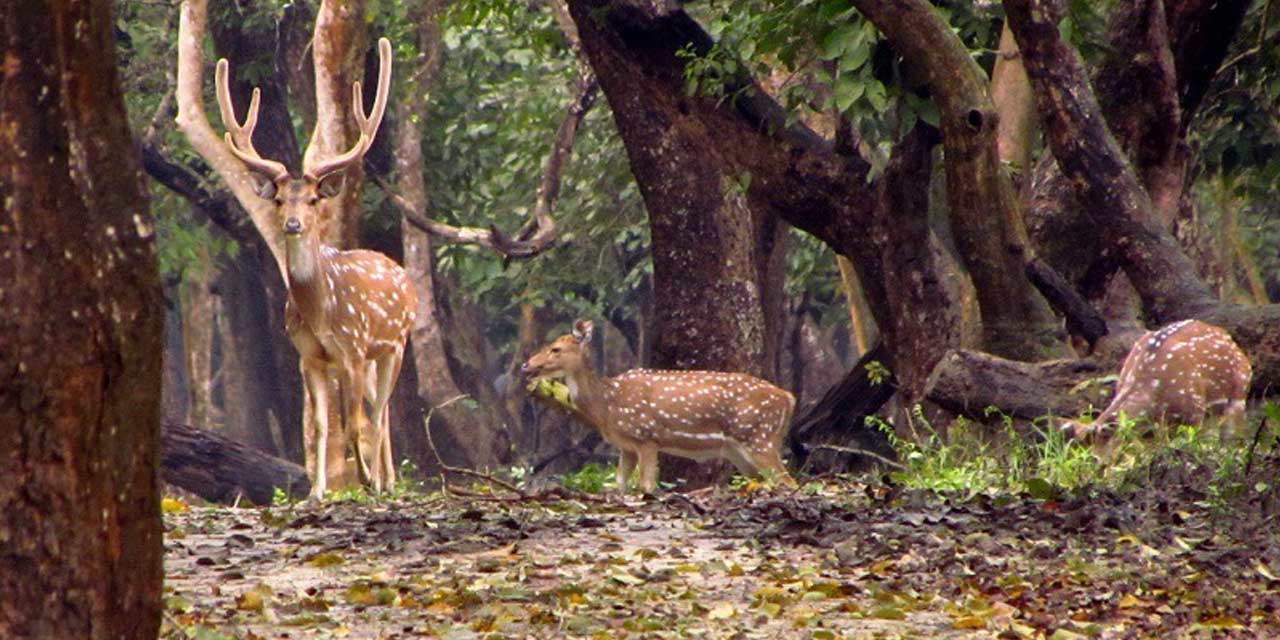 Nisargadhama Island, Madikeri