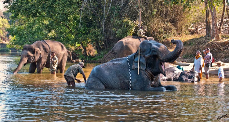 madikeri tourist places dubare elephant camp