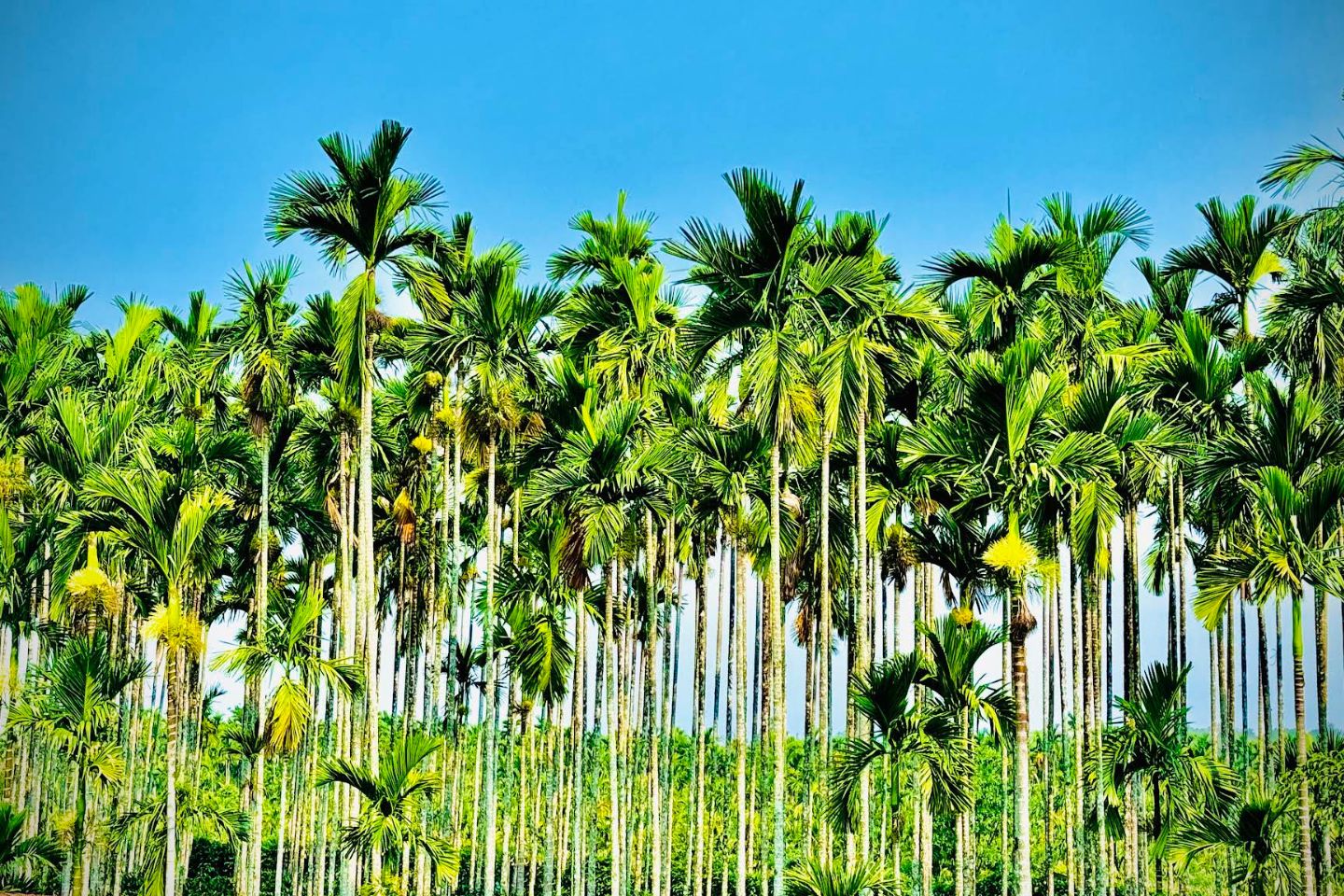 Coorg Tour Package, Coorg Packages with Price & Itinerary