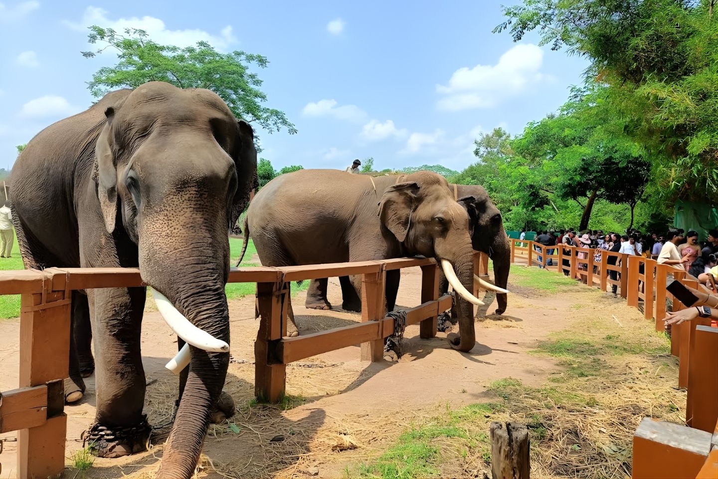 Places to Visit Dubare Elephant Camp, Coorg