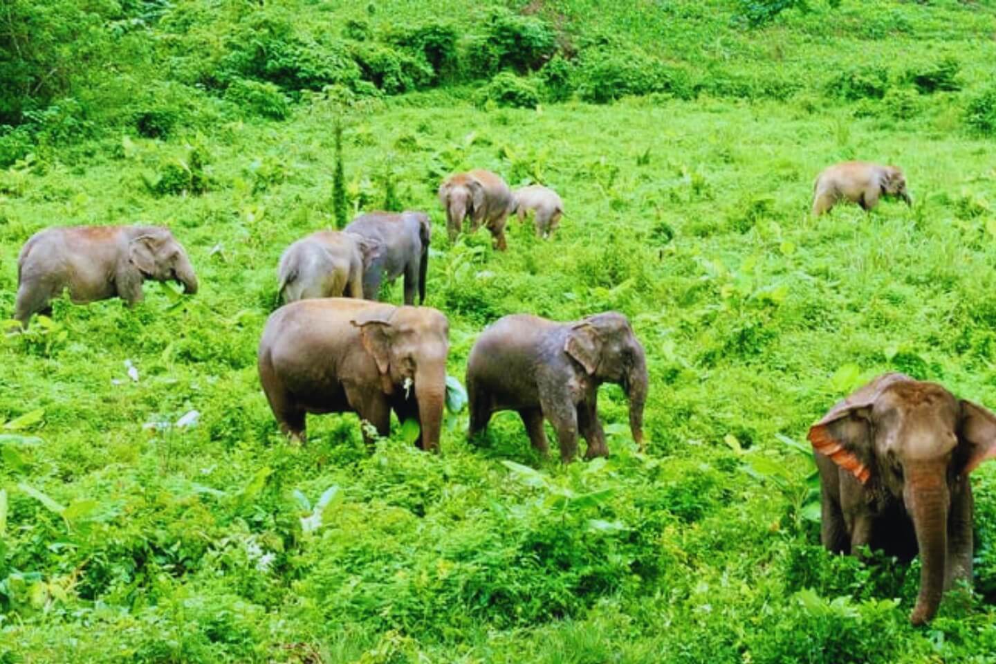 Pushpagiri Wildlife Sanctuary